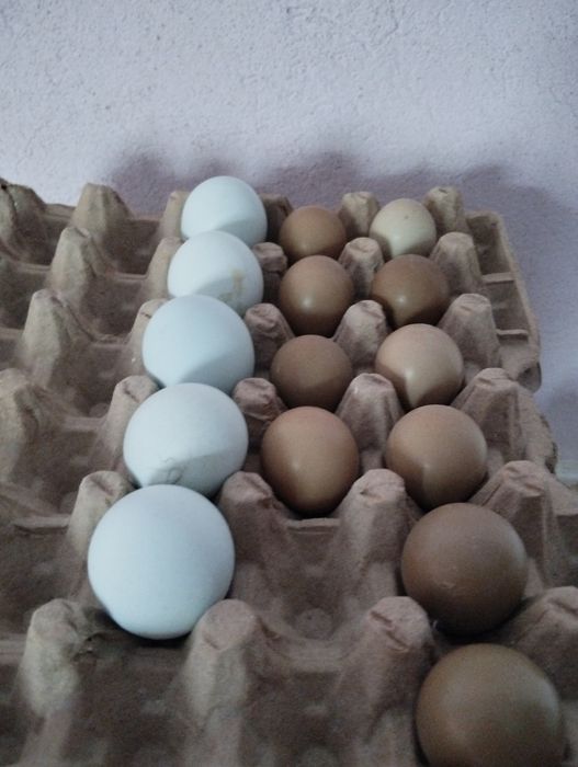 Ухейлиюй инкубацион тухумлари