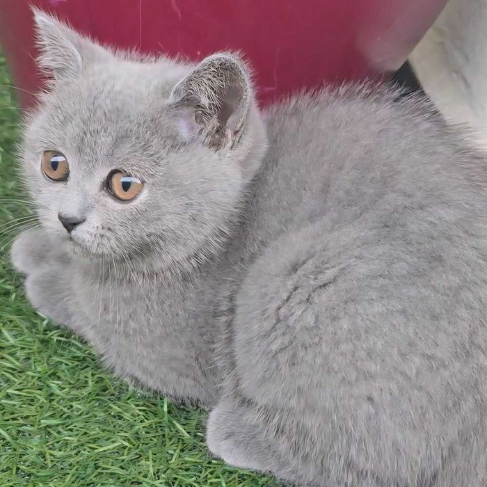 Британски котета с родословие. Чистокръвни котенца