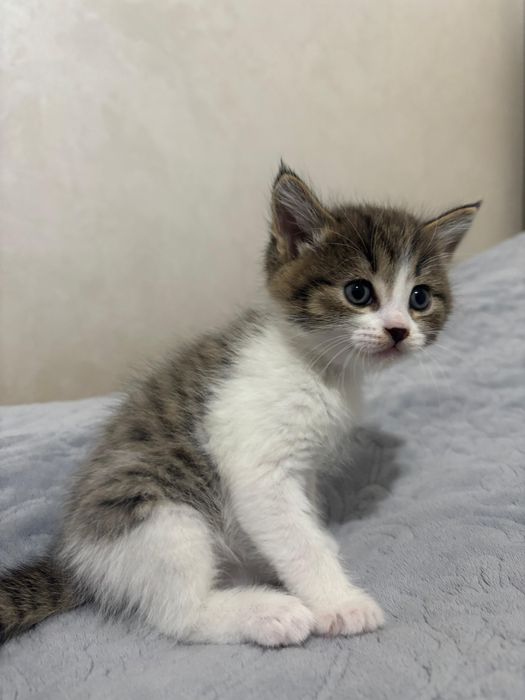 Скоттиш страйт котята