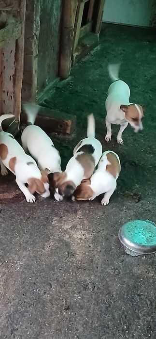 Джак ръсел! На три месеца!