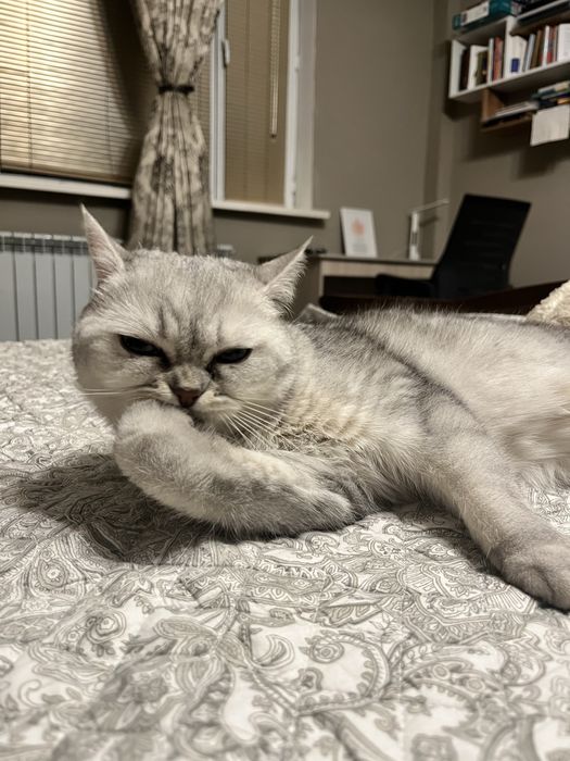 Передержка кошек недорого