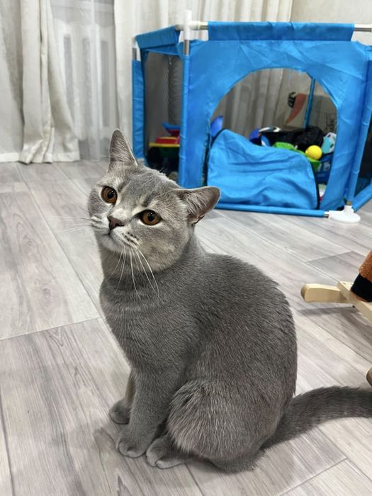 Британский короткошёртный кот
