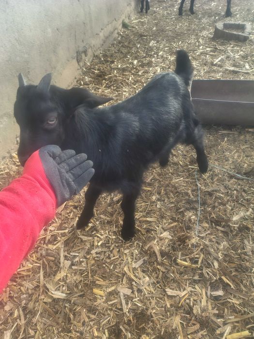 Iezi mitis anglonubian