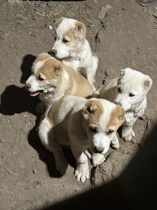 Алабай (Средно Азиатска овчарка)