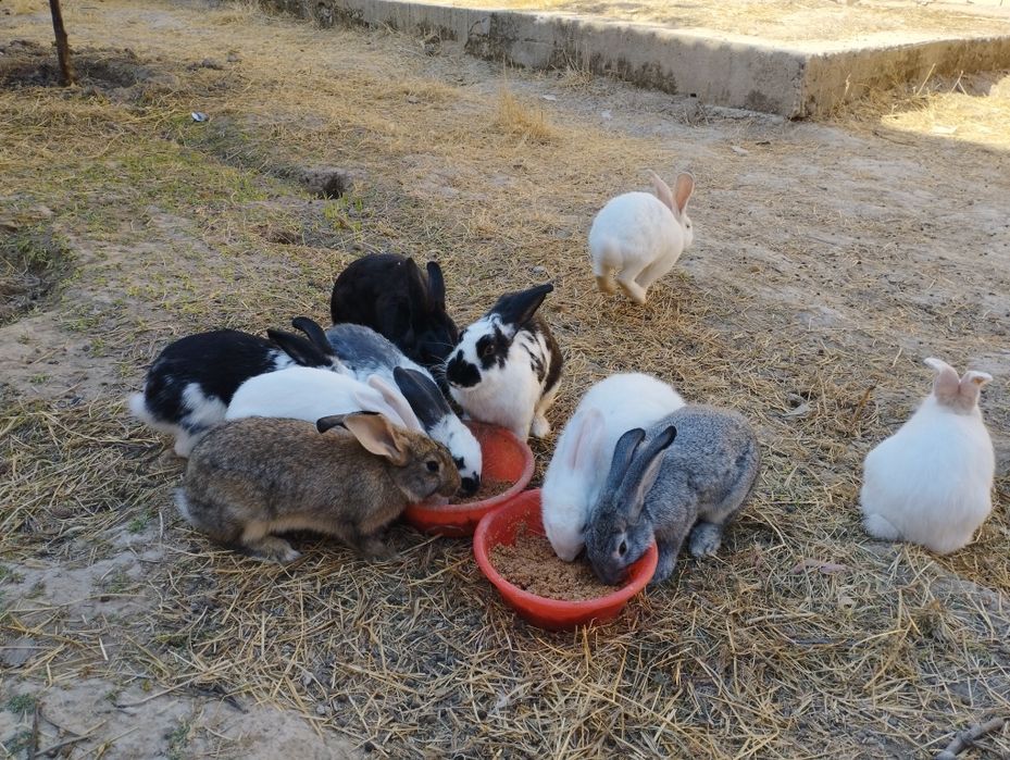 Quyonlar sotiladi