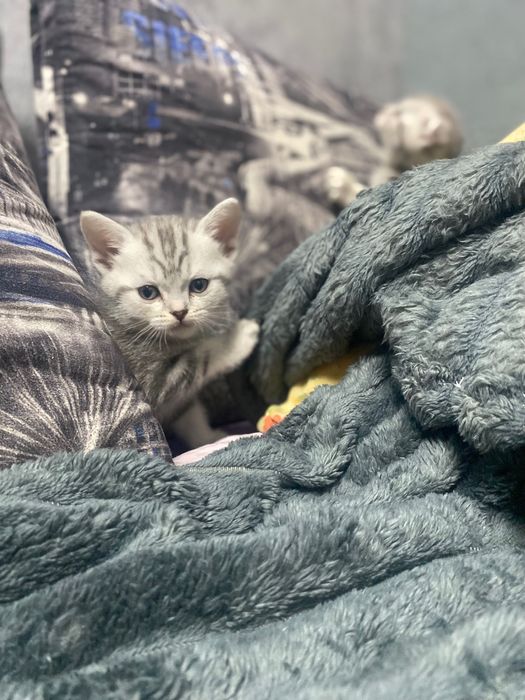 Продам британских котят