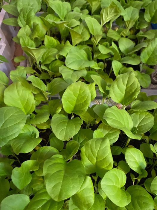 Продам рассаду помидор, перцев, баклажан!!