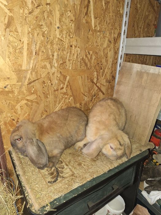 Iepuri berbec german