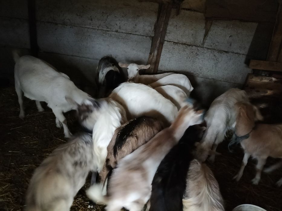 Vând capre gestante