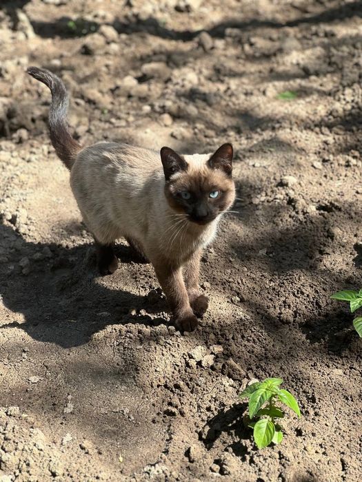 Кот скиямский лет 1
