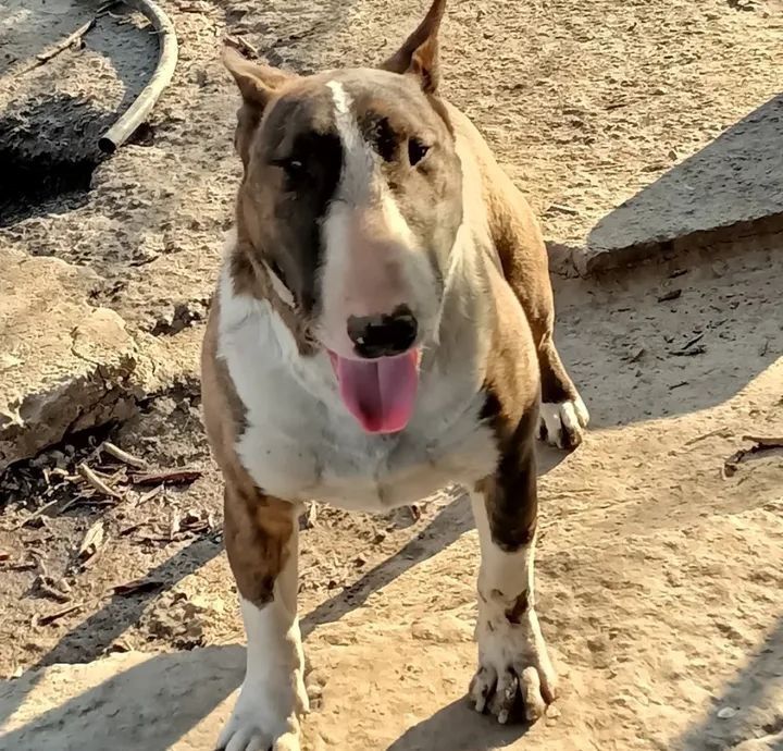 Щенки Бультерьера