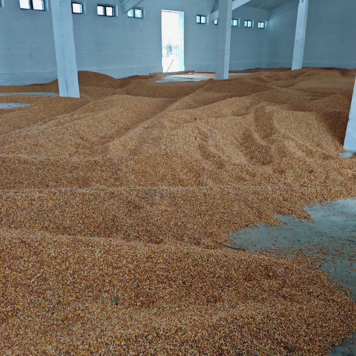 Vand porumb boabe 120 t