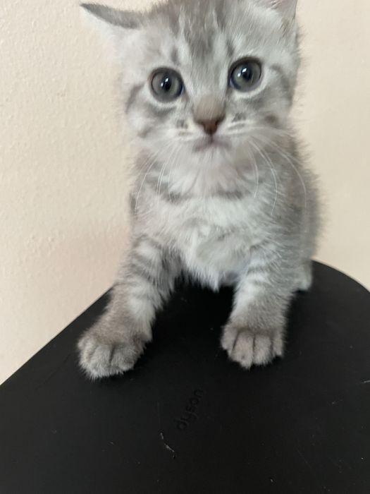 Элитные шотландские котята