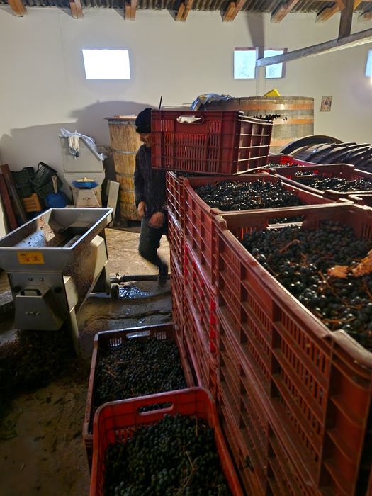 Struguri vin DOC Cotesti  Cabernet Sauvignon si Feteasca Neagra