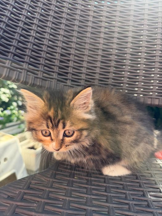 Котята в хорошие руки