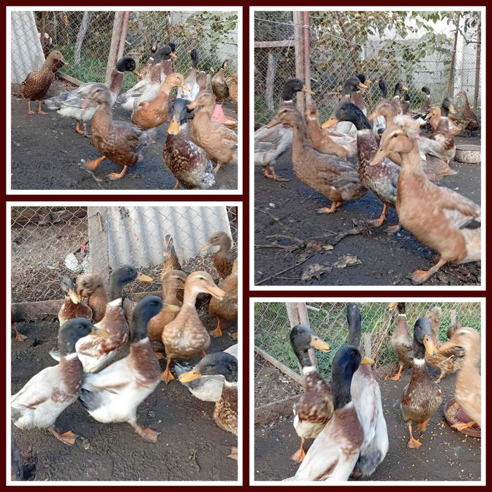 De vanzare rata idiene si altele