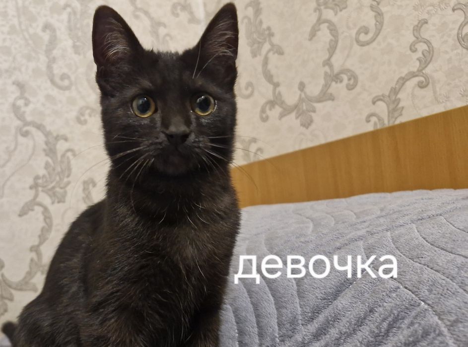 Котёнок мальчик и котёнок девочка.