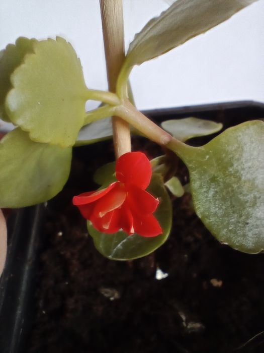 Коланхоэ цветущий