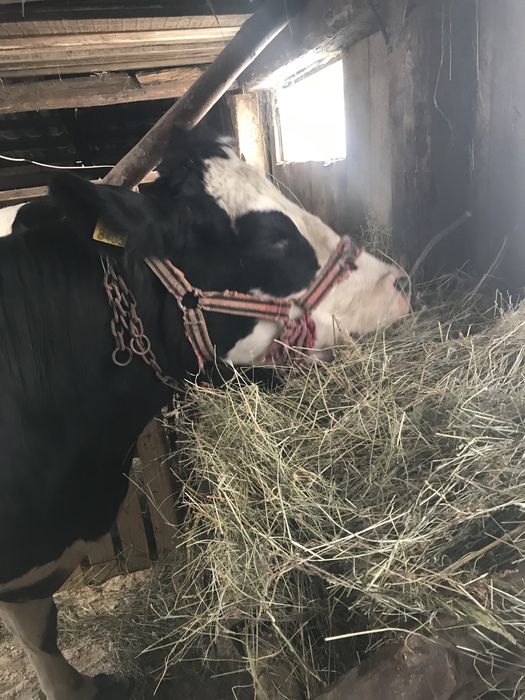 Vand vaca baltata germana