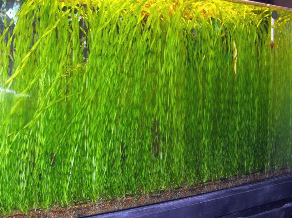 Pestisori si plante naturale de acvariu multiple modele