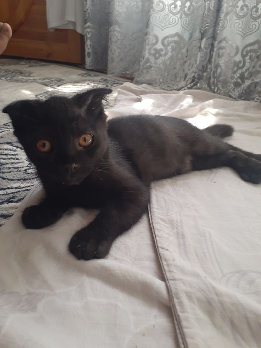 Shotlandiskiy mushuk