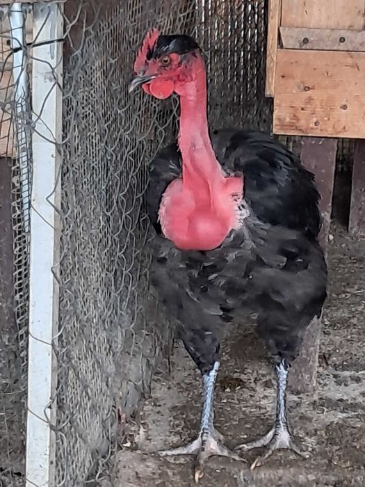 Cocoși Găt golaș de Transilvania