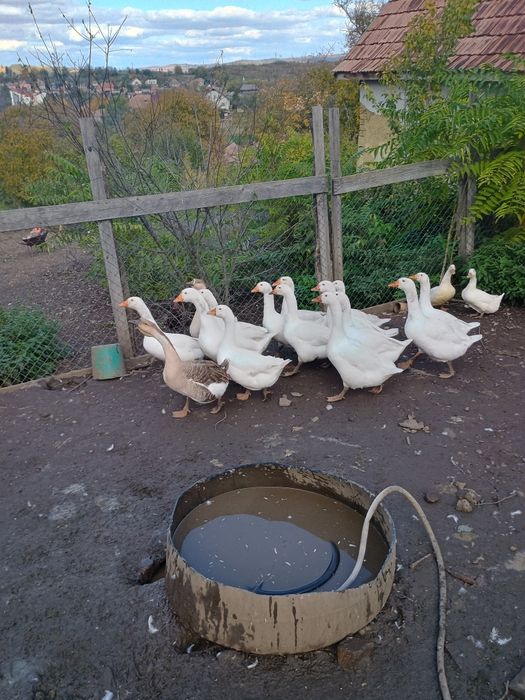 Gaste tinere și rate taranesti de vanzare