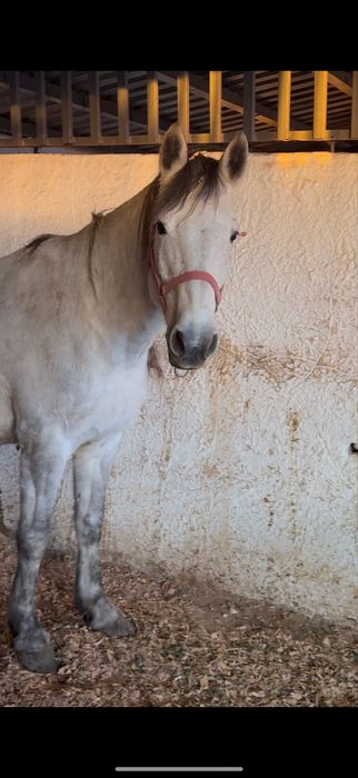 Продам Кабылу 5 лет