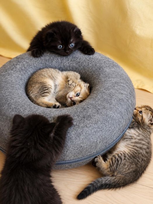 Шотландски клепоухи котета