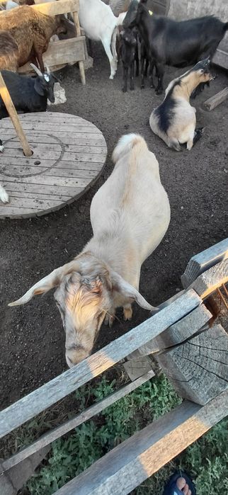 Крупные козы текелер