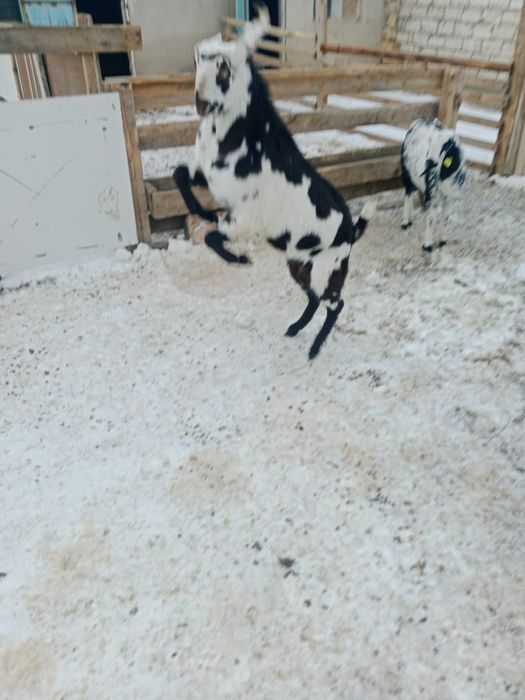 асыл тұқымды ешкілер сатылады