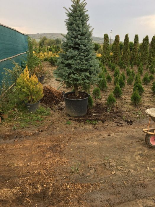 Plante de gradina Tuia Magnolia  Mesteacăn trandafiri Glicina