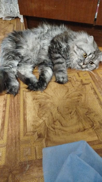 Котенки шотландские