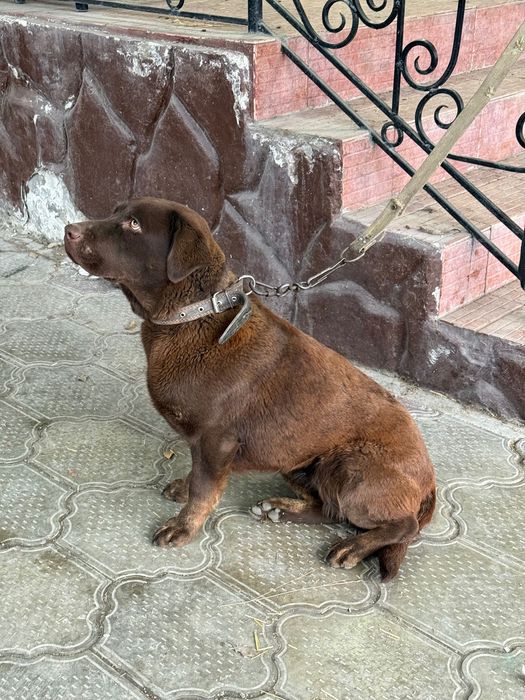 Продам лабрадор ретривер