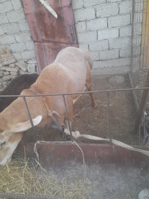 Арашан 2 жасар сатылады