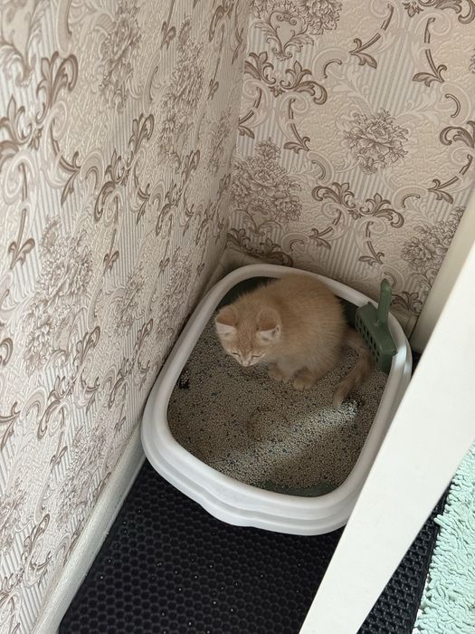 Котенок смешанного мейн куна
