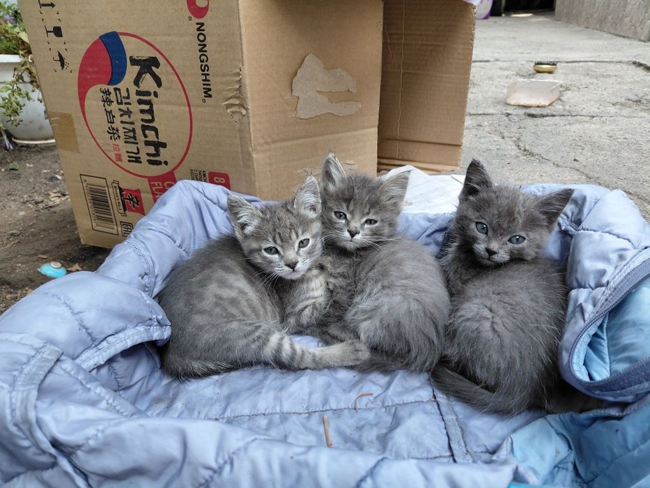 Котята в хорошие руки