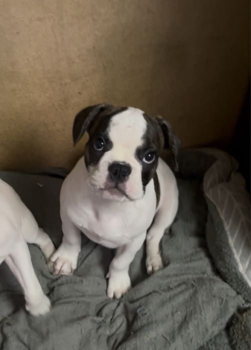 Щенки французского бульдога