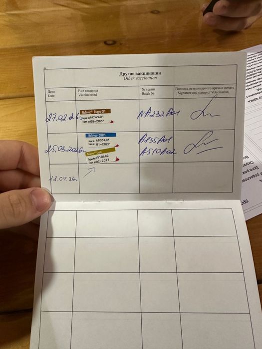 Щенок американская акита