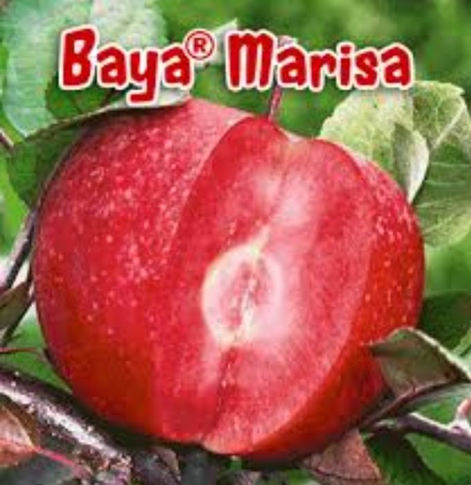 Mar Baya Marisa .