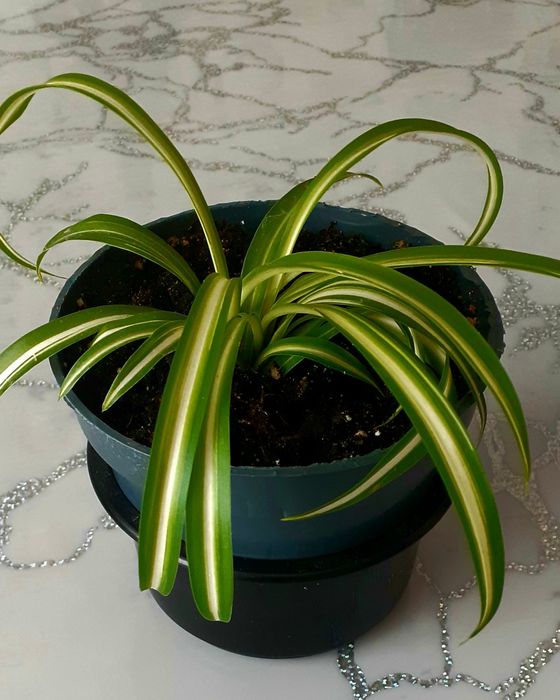 Комнатные растенмя