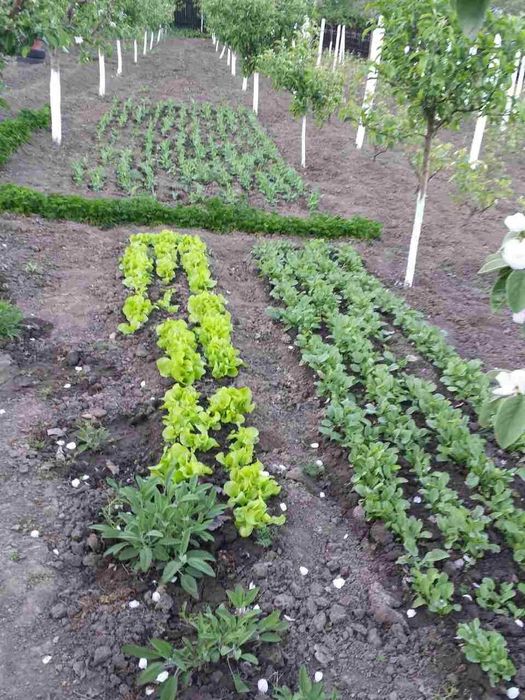 Vanzare teren intravilan (sat Maldaresti, comuna Dealu Morii, jud. Bacau)