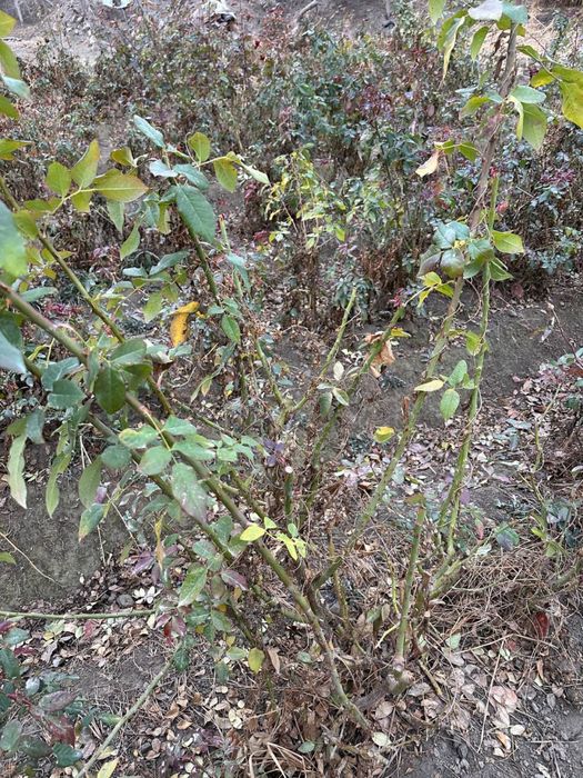 Атиргул Кучатлари  сотилади