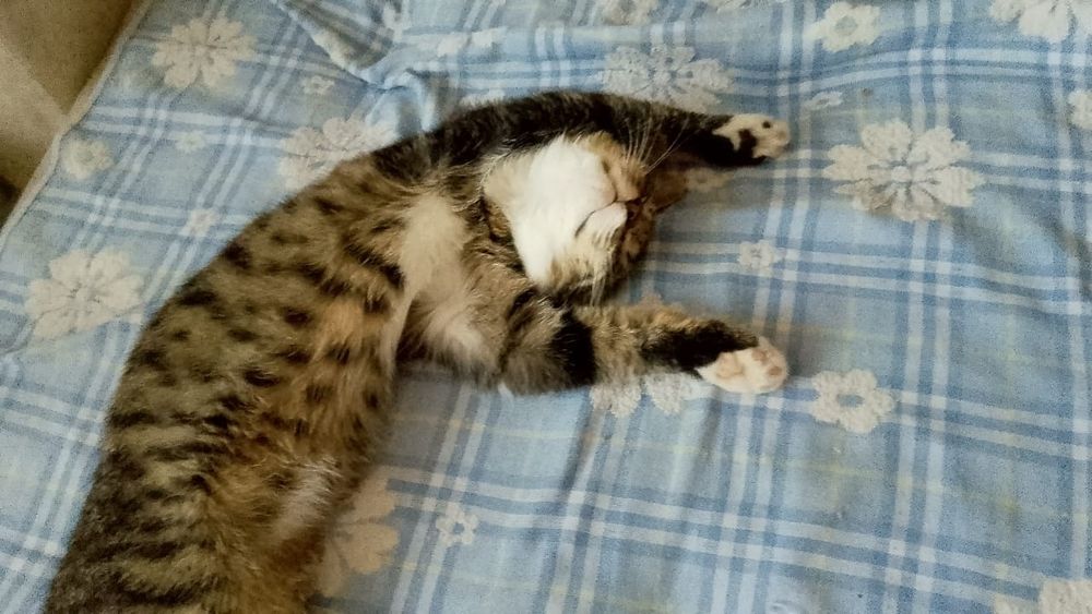 Кот  и котёнок  рыжий