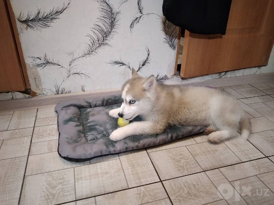 Xaski sotladi bolasi ulguring kam qoldi !
