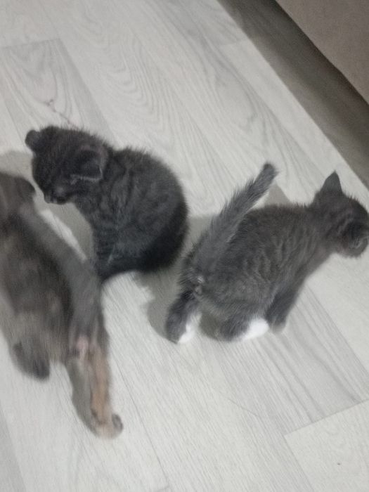 Котята в хорошие руки