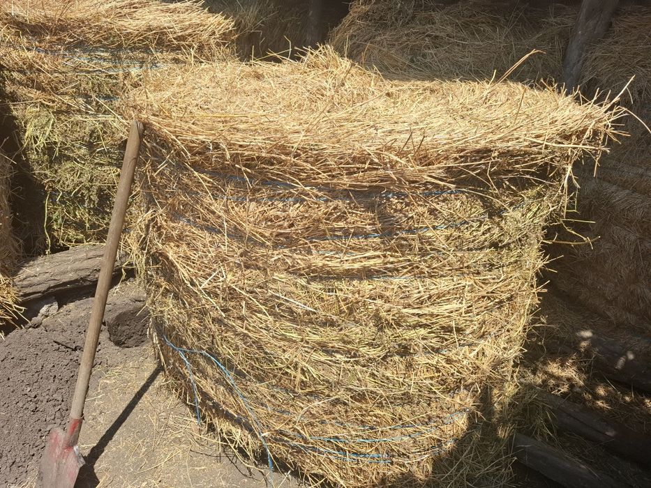 Baloți mari de lucernă