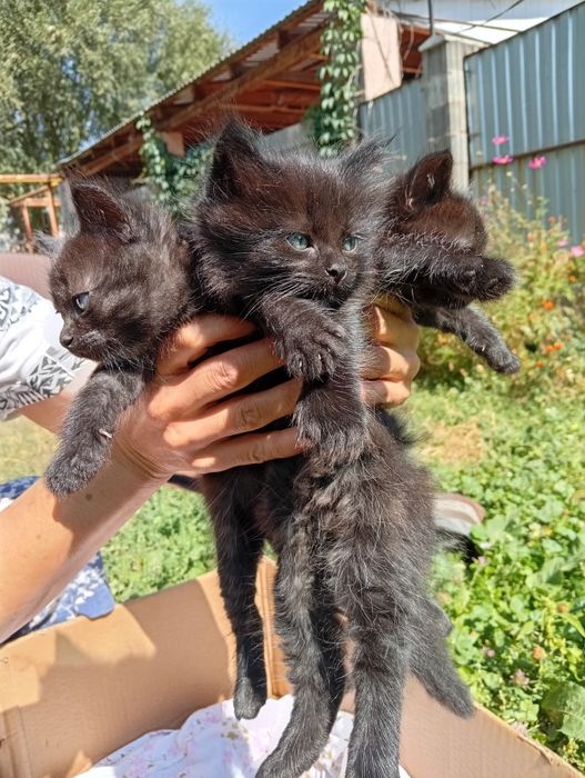 Котята в добрые руки отдадим