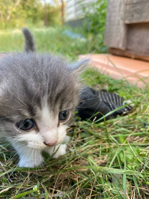 Отдам котят в добрые руки