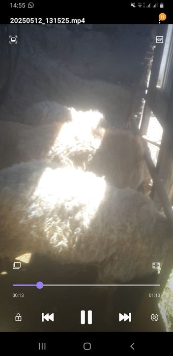 Козды койлар сатылады